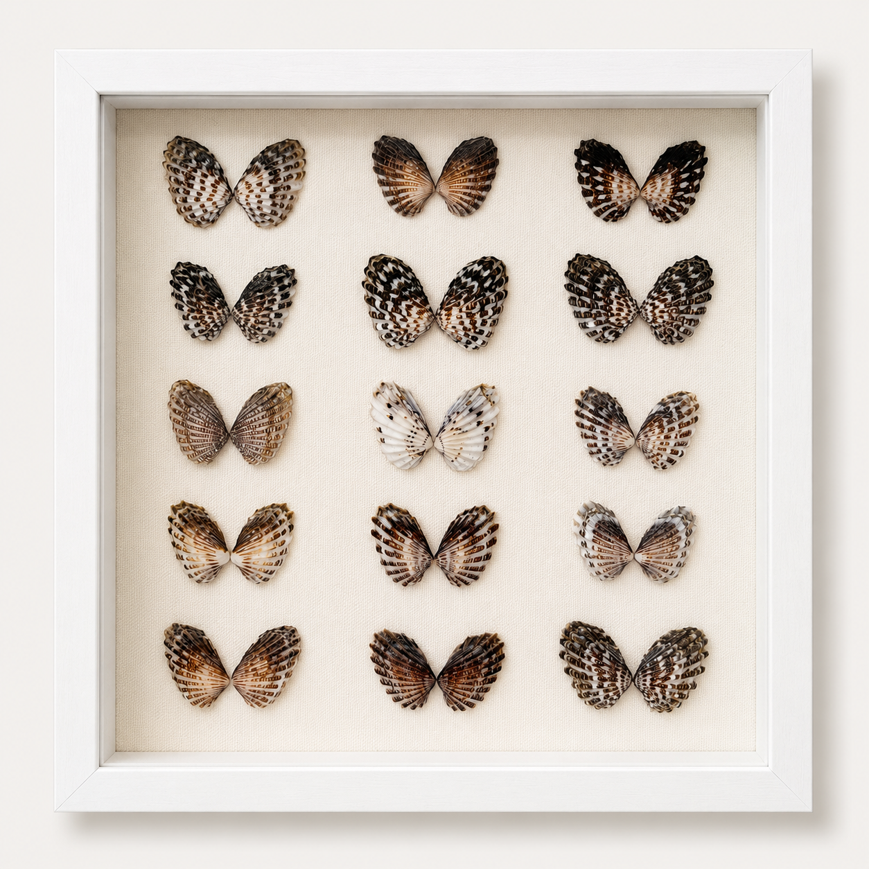 Broad-Ribbed Cardita Shadow Box