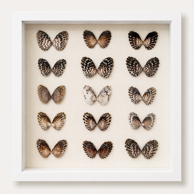 Broad-Ribbed Cardita Shadow Box