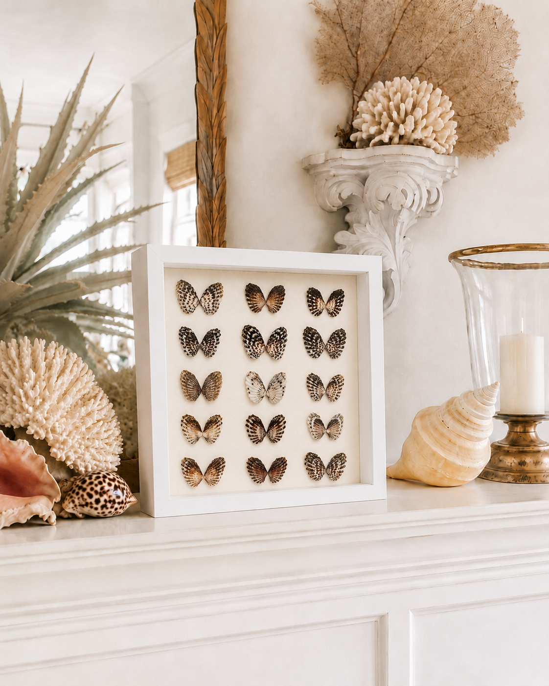 Broad-Ribbed Cardita Shadow Box
