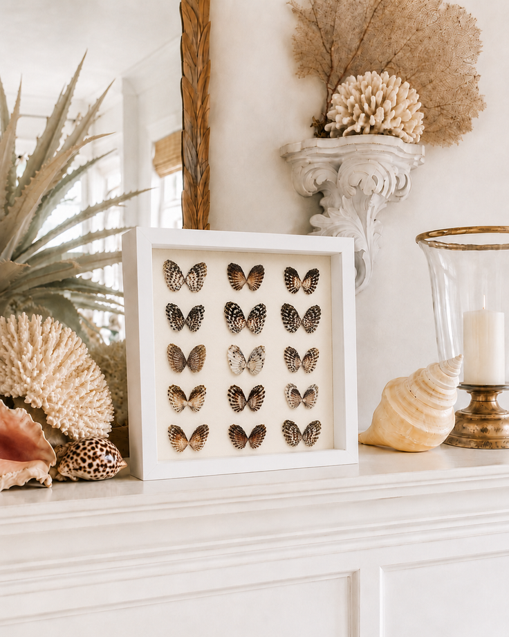 Broad-Ribbed Cardita Shadow Box