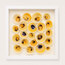Buttercup Lucine & Cross-Barred Venus Shadow Box