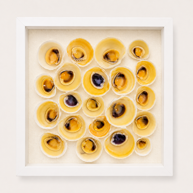 Buttercup Lucine & Cross-Barred Venus Shadow Box