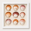 Calico Scallop Shadow Box