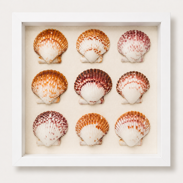 Calico Scallop Shadow Box