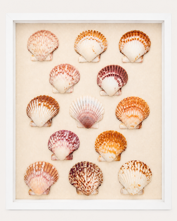 Calico Scallop Shadow Box