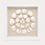 Cardium Clam Shadow Box