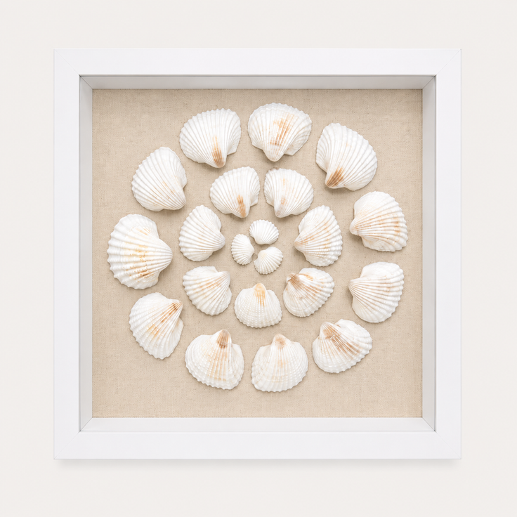 Cardium Clam Shadow Box
