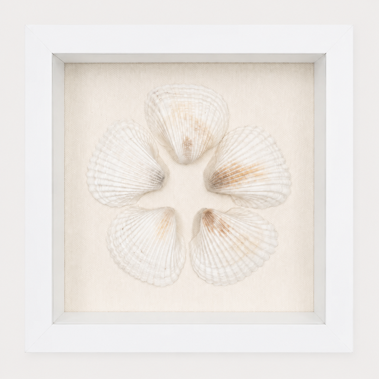 Cardium Clam Shadow Box