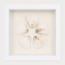 Cardium Clam Shadow Box
