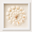 Cardium Clam & Brownstem Coral Shadow Box