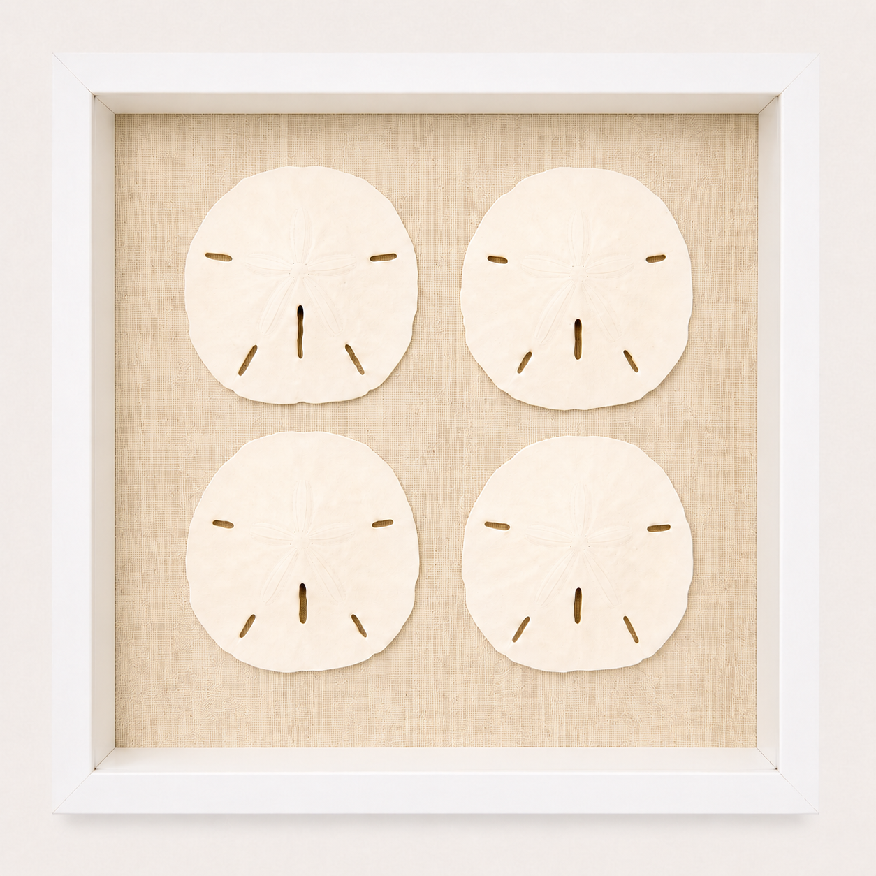 Florida Sand Dollar Shadow Box