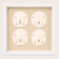 Florida Sand Dollar Shadow Box