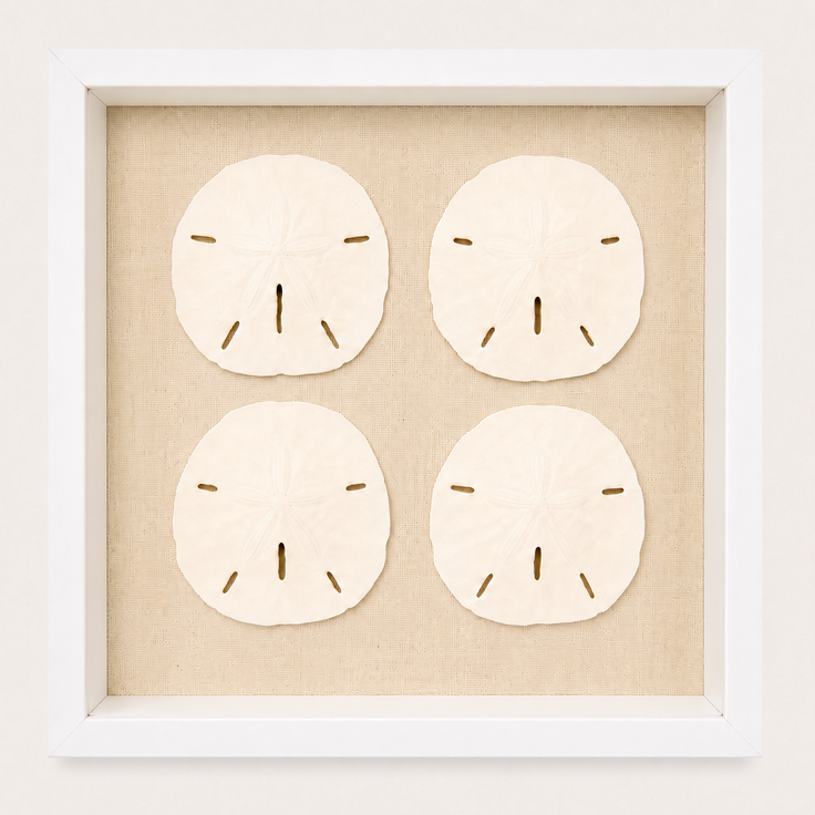 Florida Sand Dollar Shadow Box