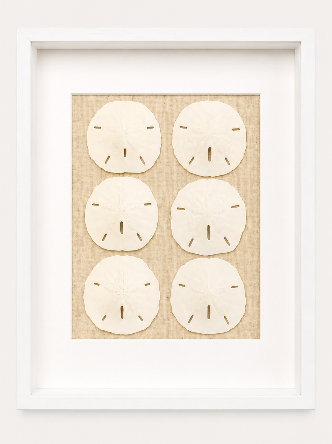 Florida Sand Dollar Shadow Box