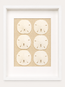 Florida Sand Dollar Shadow Box