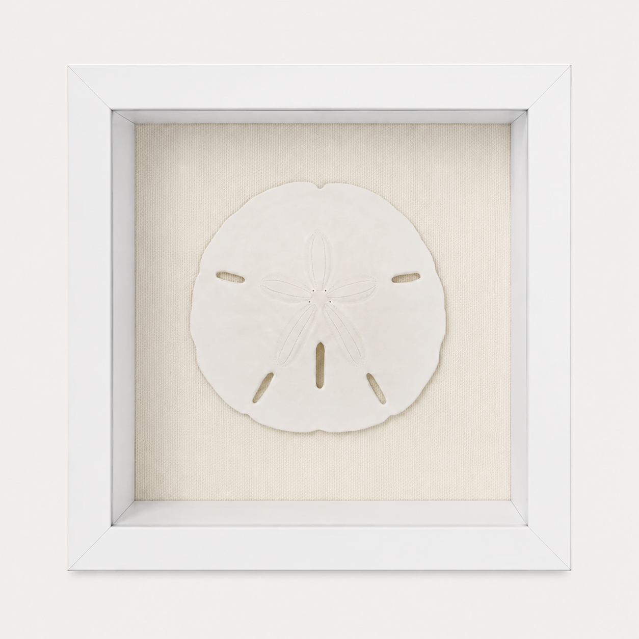 Florida Sand Dollar Shadow Box