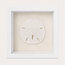 Florida Sand Dollar Shadow Box