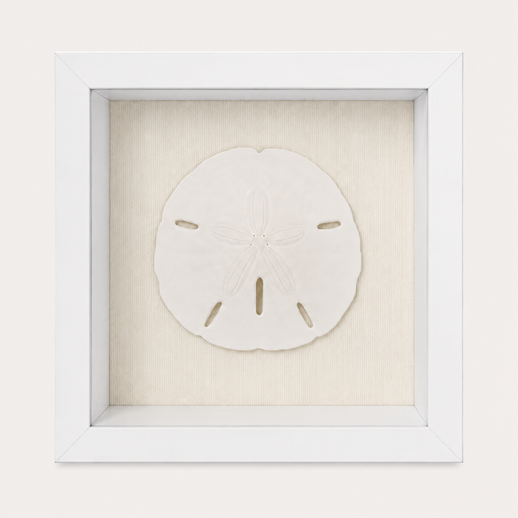 Florida Sand Dollar Shadow Box