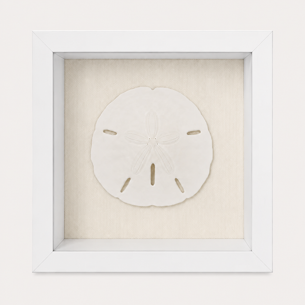 Florida Sand Dollar Shadow Box