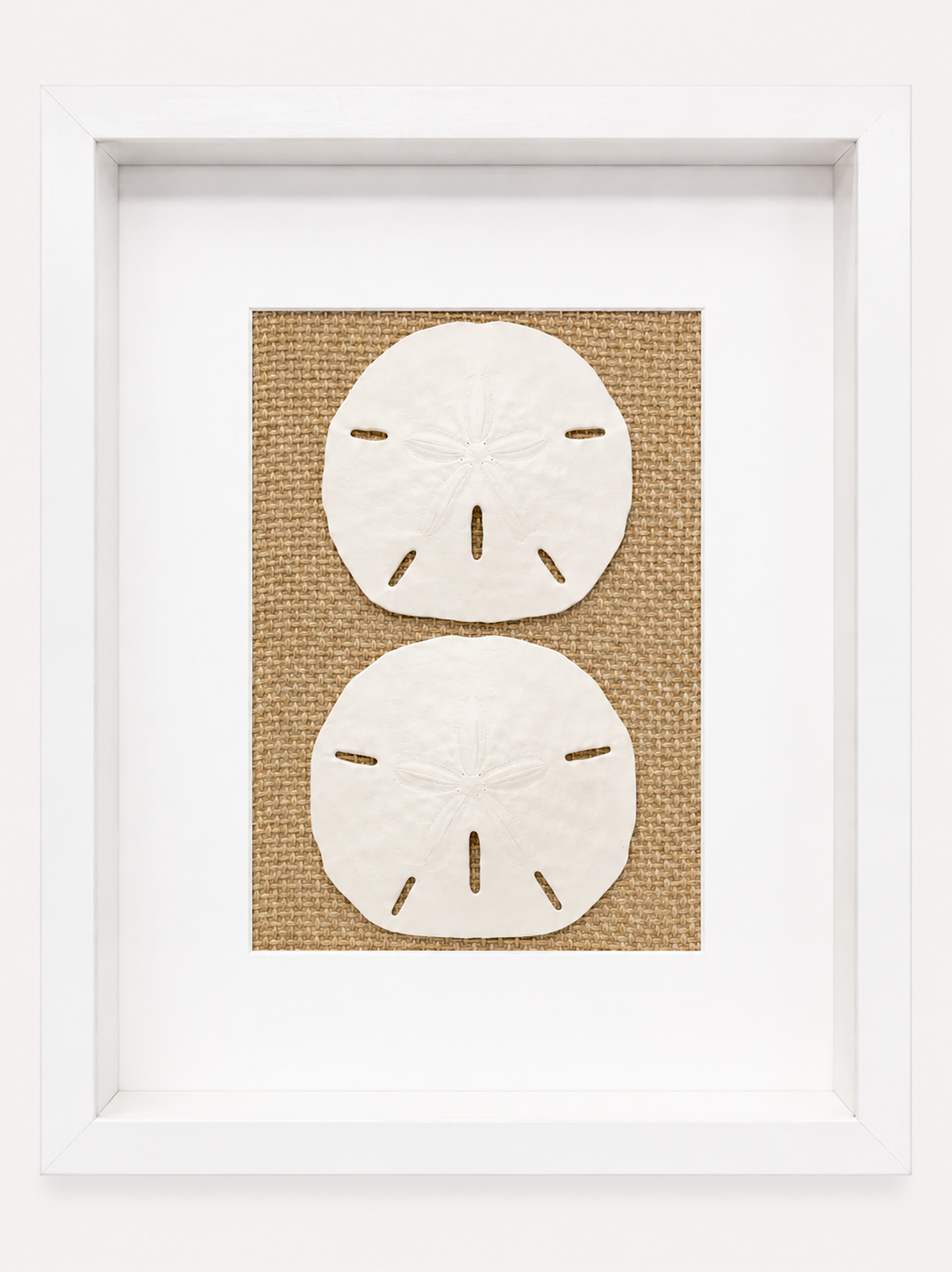Florida Sand Dollar Shadow Box