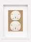 Florida Sand Dollar Shadow Box