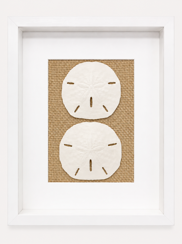Florida Sand Dollar Shadow Box