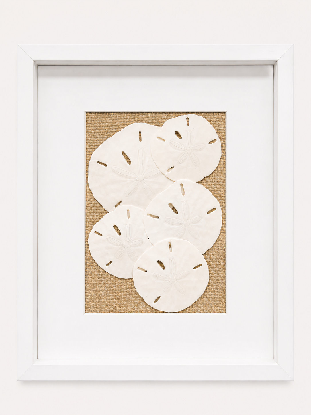 Florida Sand Dollar Shadow Box