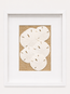 Florida Sand Dollar Shadow Box
