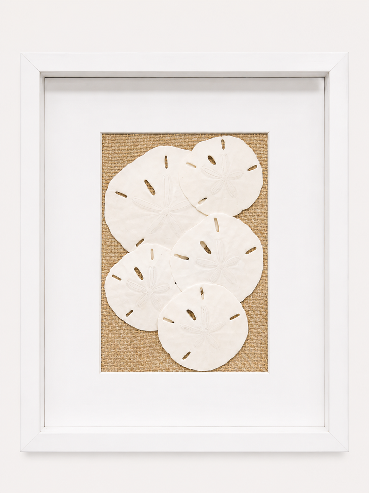 Florida Sand Dollar Shadow Box
