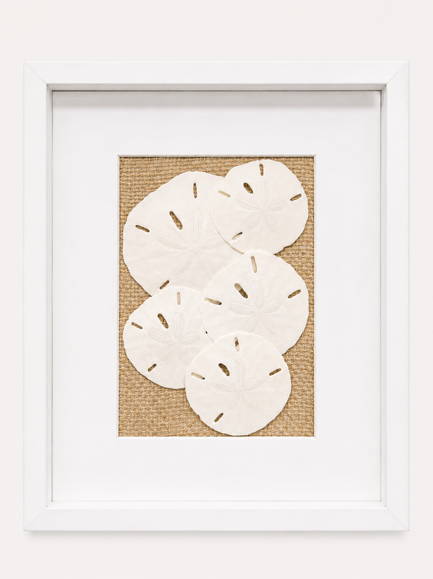 Florida Sand Dollar Shadow Box