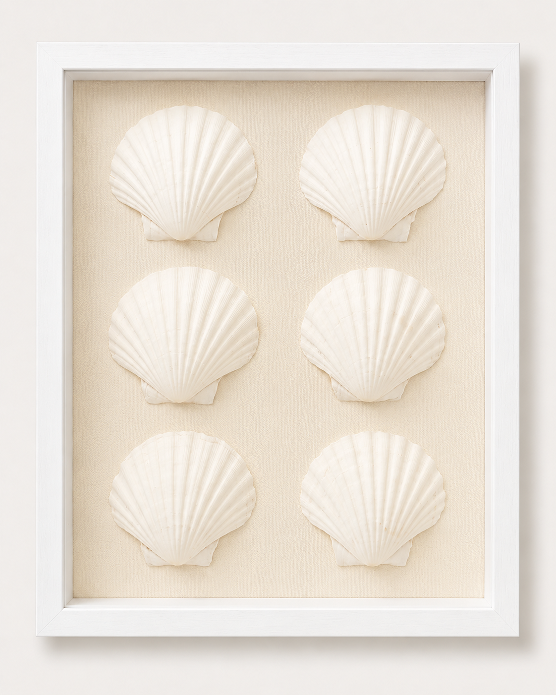 King Scallop Shadow Box