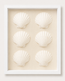 King Scallop Shadow Box