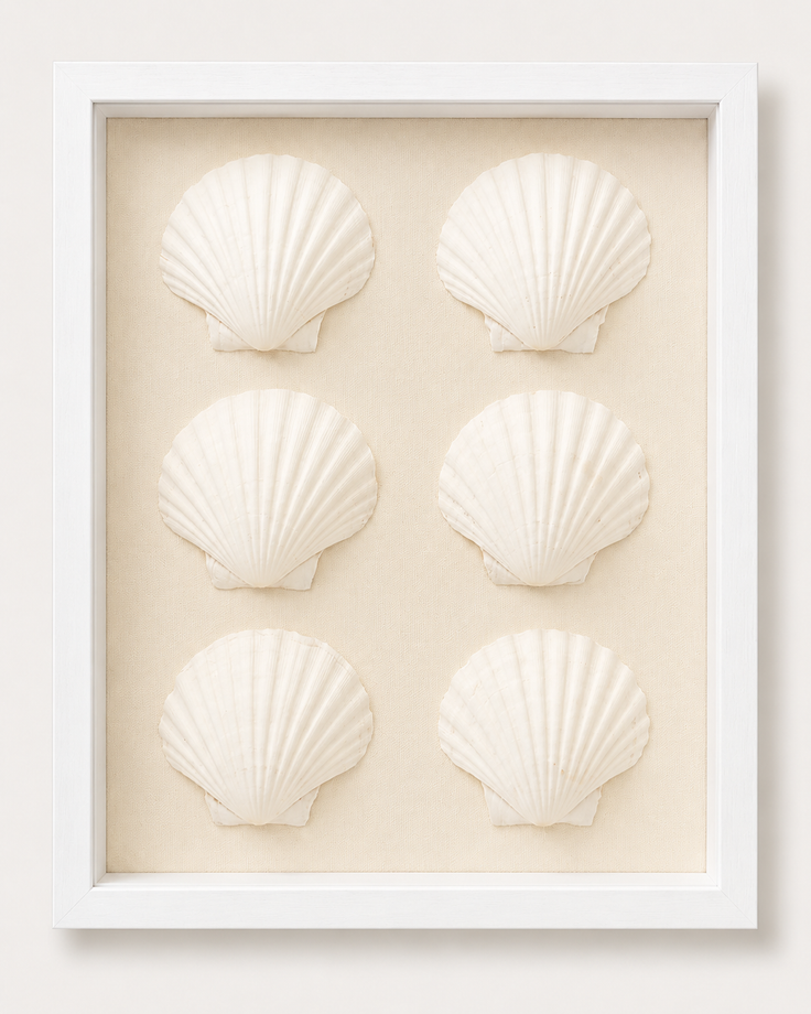 King Scallop Shadow Box