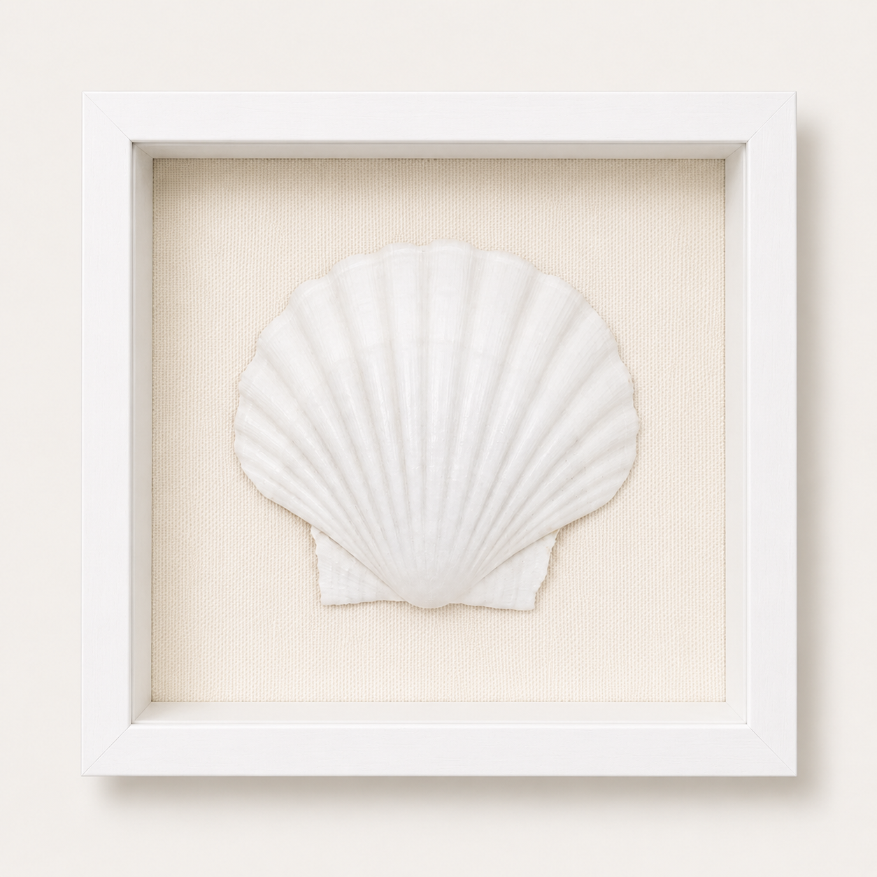 King Scallop Shadow Box