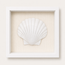 King Scallop Shadow Box