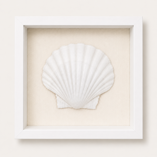 King Scallop Shadow Box
