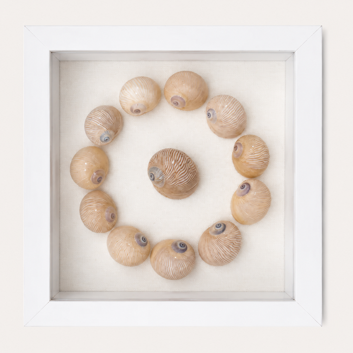 Lined Moon Snail Shadow Box