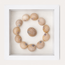 Lined Moon Snail Shadow Box