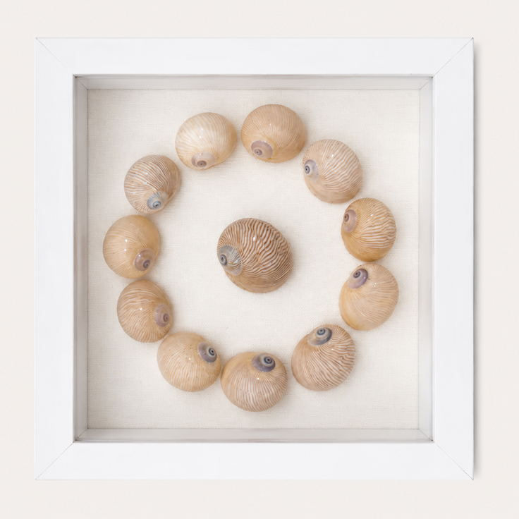 Lined Moon Snail Shadow Box