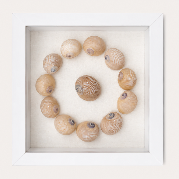 Lined Moon Snail Shadow Box