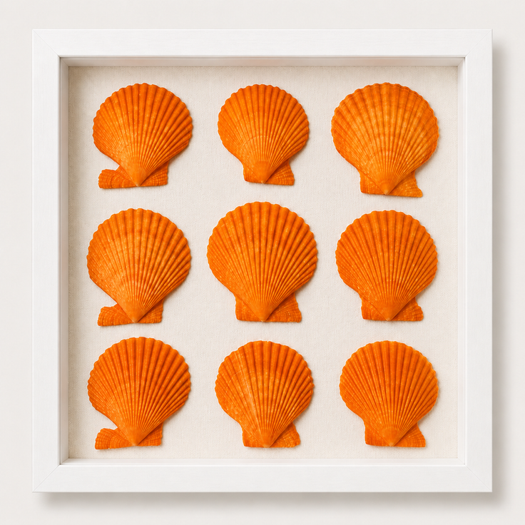 Noble Scallop Shadow Box