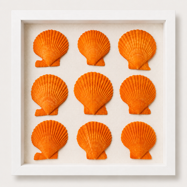 Noble Scallop Shadow Box