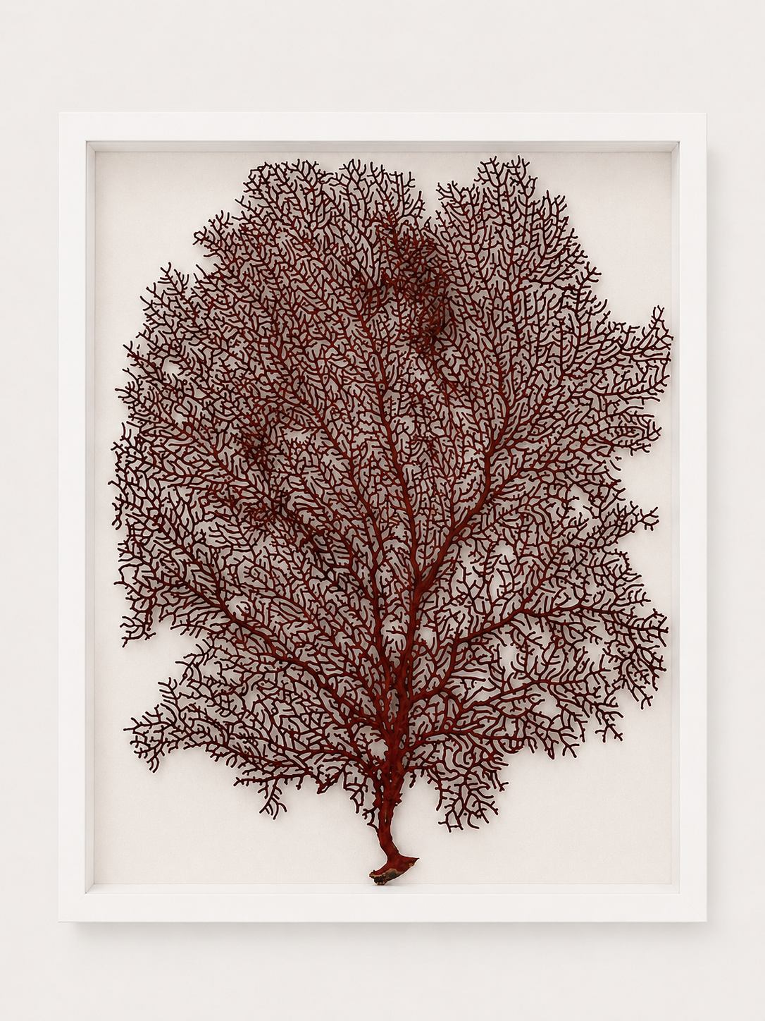 Red Lace Sea Fan Shadow Box