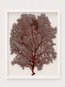 Red Lace Sea Fan Shadow Box