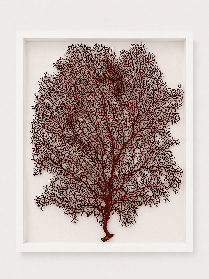 Red Lace Sea Fan Shadow Box