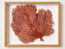 Red Lace Sea Fan Shadow Box