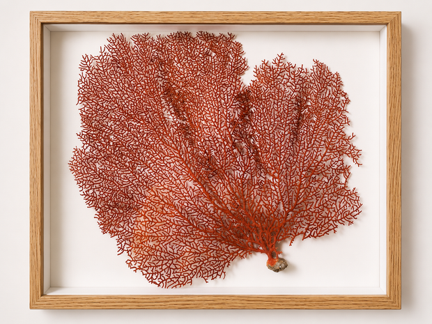 Red Lace Sea Fan Shadow Box