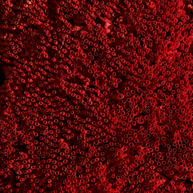 Red Organ Pipe Coral