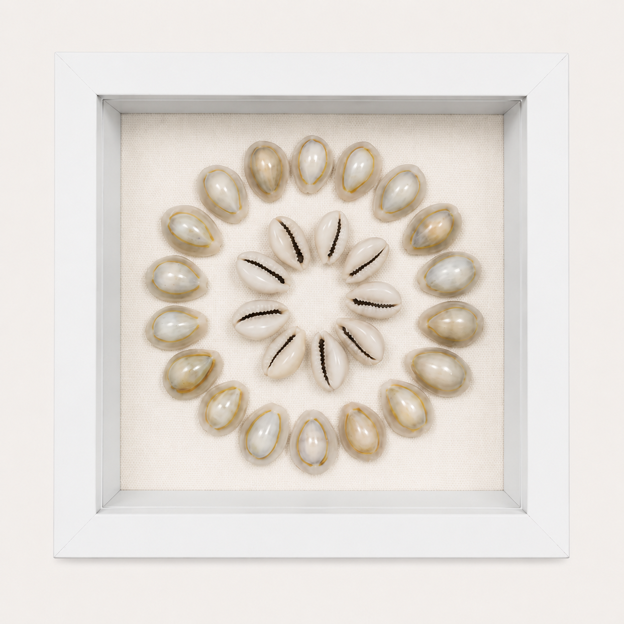 Ring Top Cowrie Shadow Box