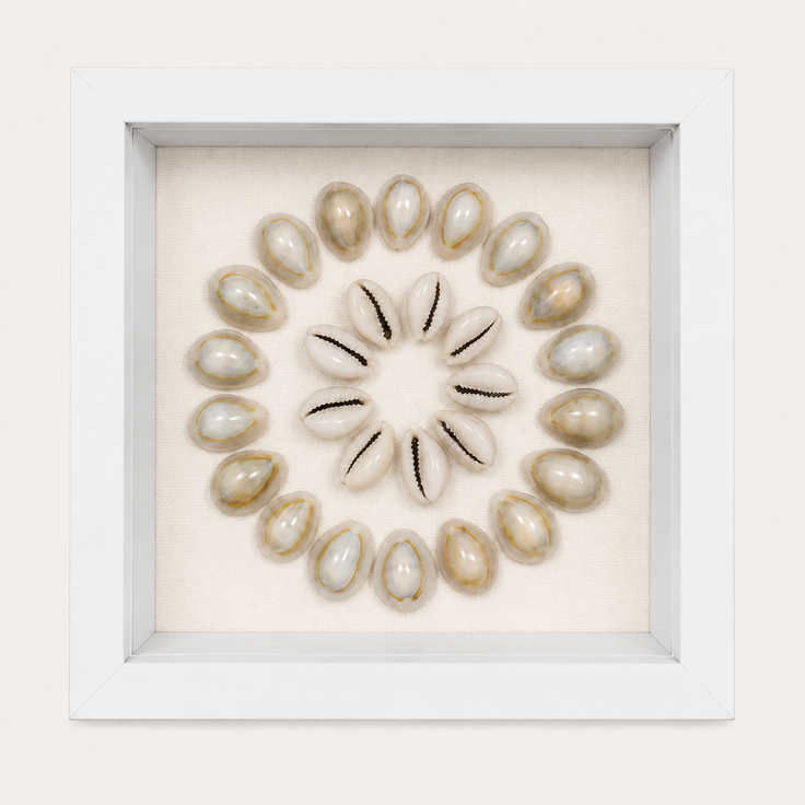 Ring Top Cowrie Shadow Box